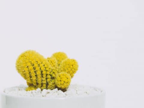 Ir além do Setembro Amarelo | Nomoblidis | Posvenção do Suicídio
